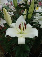 [4140 Massari No02.JPG]